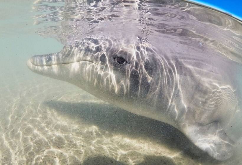 هتل Rac Monkey Mia Dolphin Resort