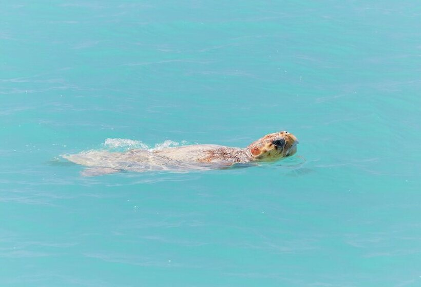 Hotel Rac Monkey Mia Dolphin Resort