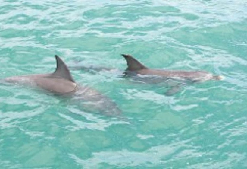 هتل Rac Monkey Mia Dolphin Resort