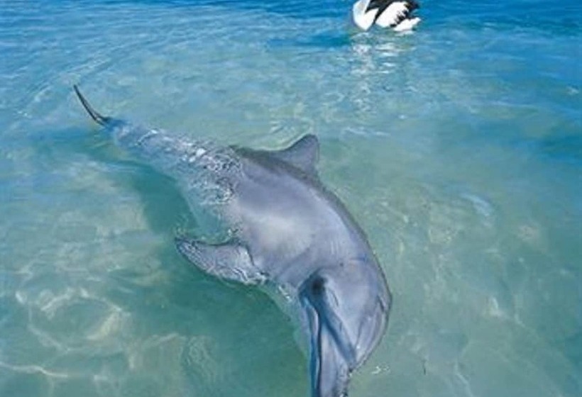 هتل Rac Monkey Mia Dolphin Resort