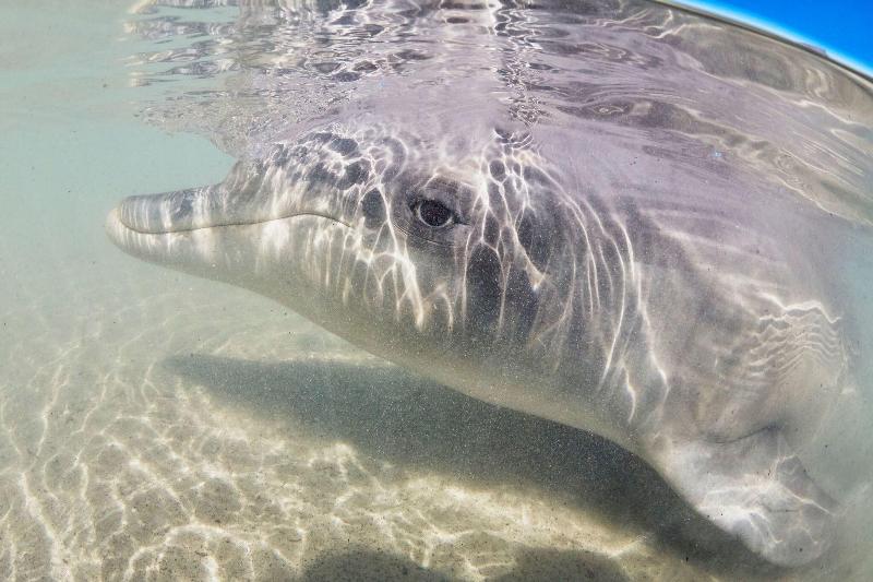 هتل Rac Monkey Mia Dolphin Resort