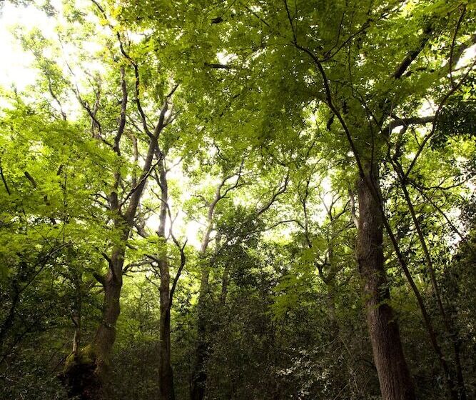 فندق Nuevo San Román De Escalante