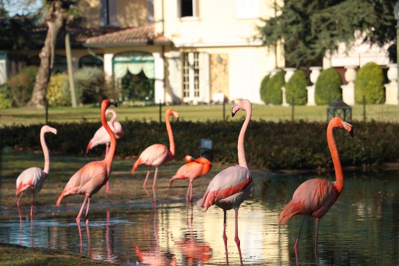 ホテル Villa Abbondanzi Resort