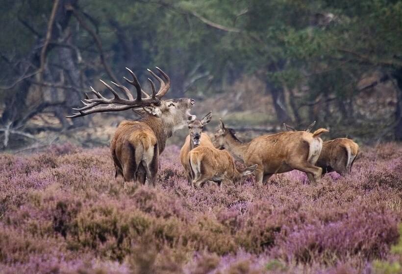 هتل Restaurant De Echoput