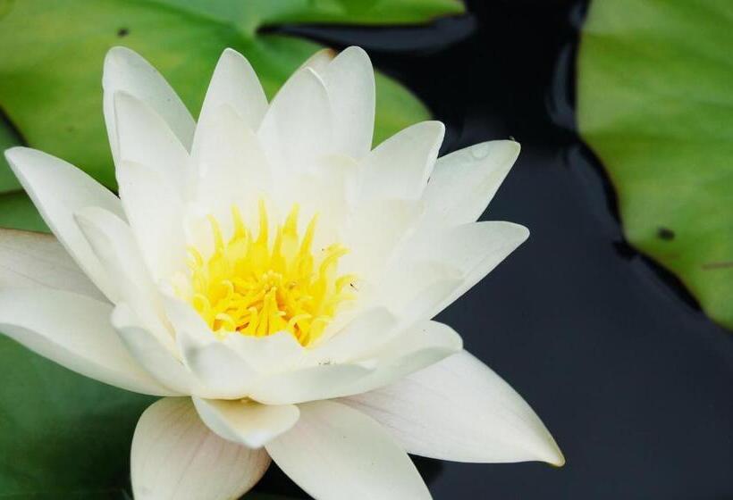 فندق Ensana Thermia Palace