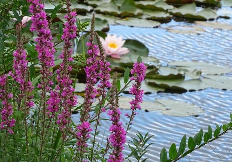 Landhotel Kastanienallee Putbus