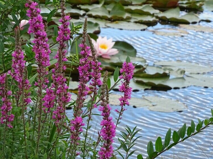 Landhotel Kastanienallee Putbus