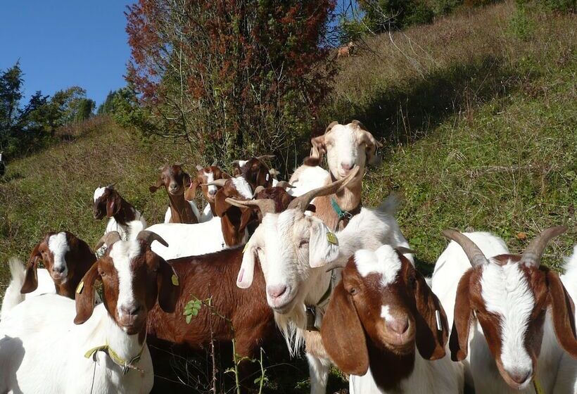 Akzent Hotel Höhenblick