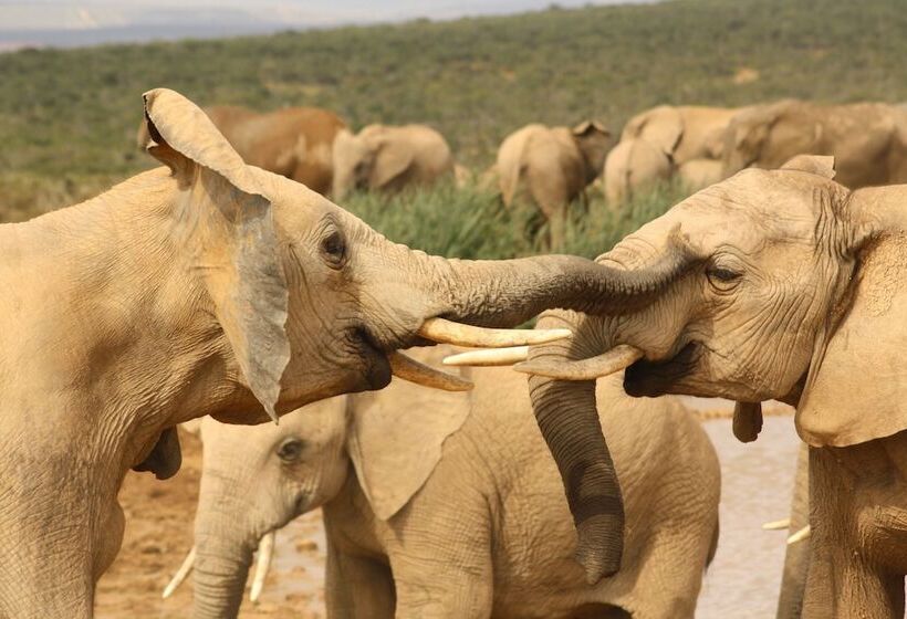 هتل Gorah Elephant Camp