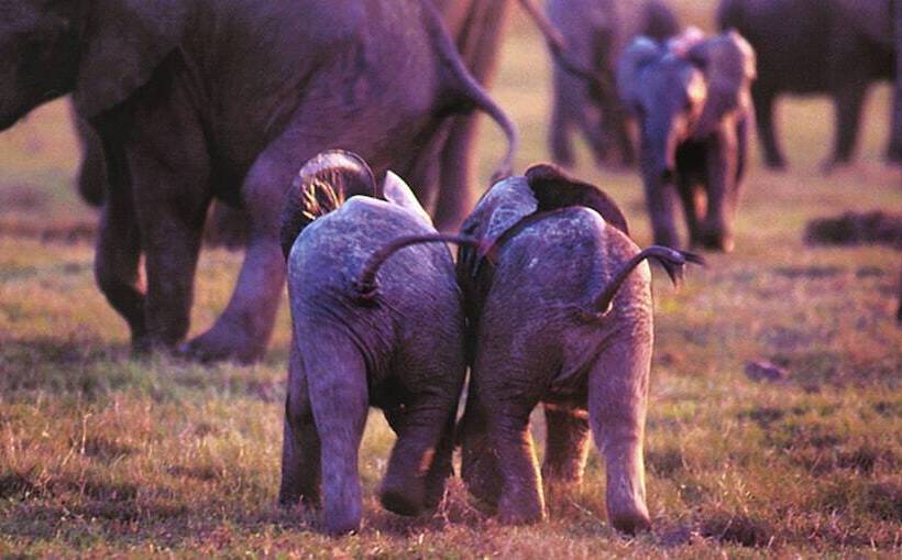 هتل Gorah Elephant Camp