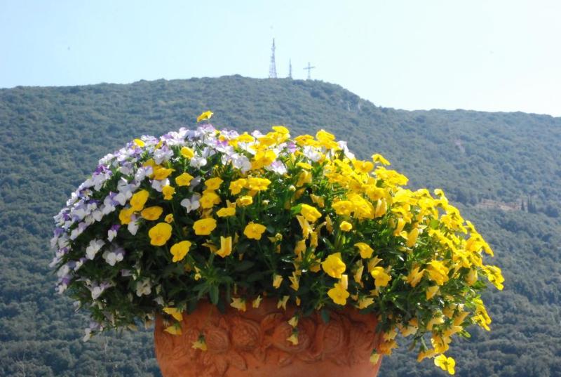 هتل Palazzo Leti Residenza D'epoca