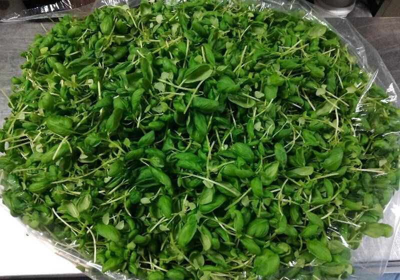 בית מלון כפרי Stella Del Mare