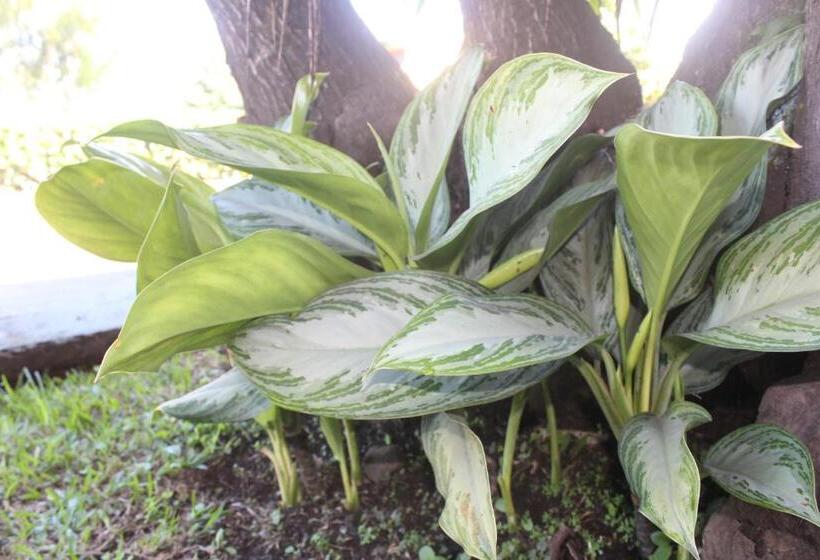 فندق Bristol Aeropuerto