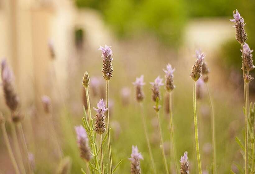 Курорт Club Tapiz