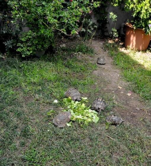 渡假胜地  Grand Viking Hotel   All Inclusive