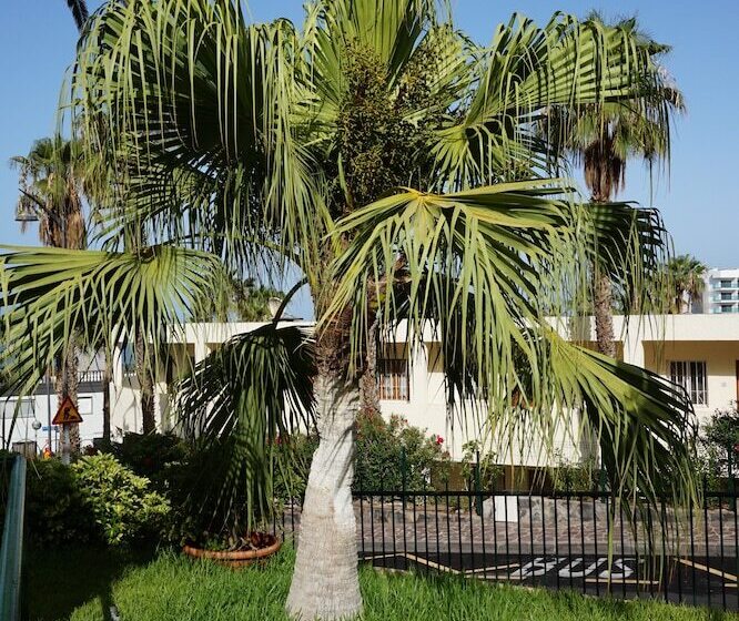 El Sombrero Apartments Los Gigantes