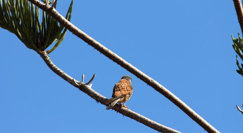 Canico Bay Apartments