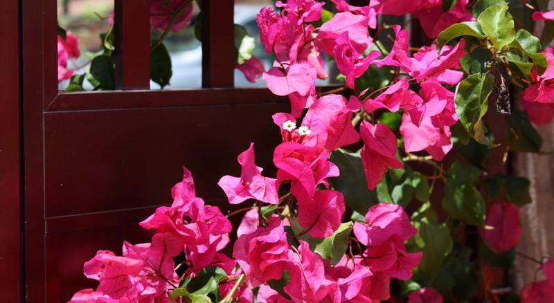 Canico Bay Apartments