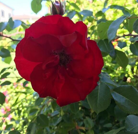 فندق Albergo Della Roccia