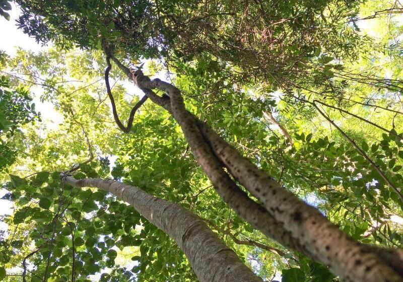 هتل Beachfront Apartments On Trinity Beach