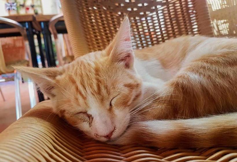 בית מלון כפרי La Mariposa