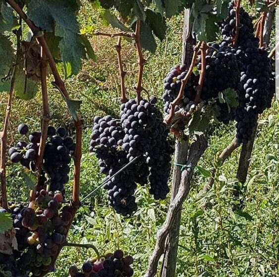 酒店 Villaggio S. Antonio