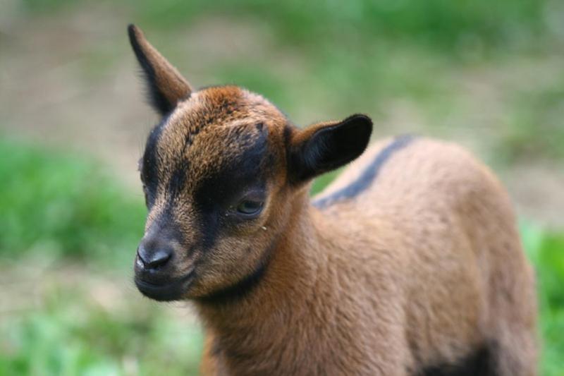 Szálloda Zamek Berchtold