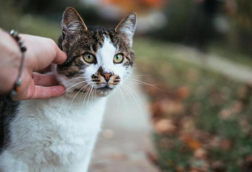 Pensiunea Poiana De Vis