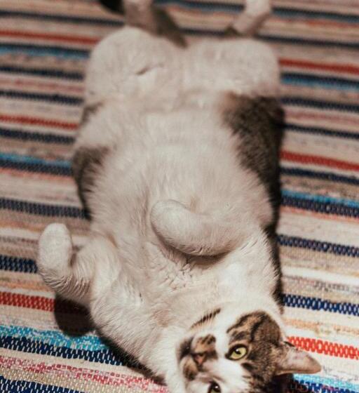 Pensiunea Poiana De Vis