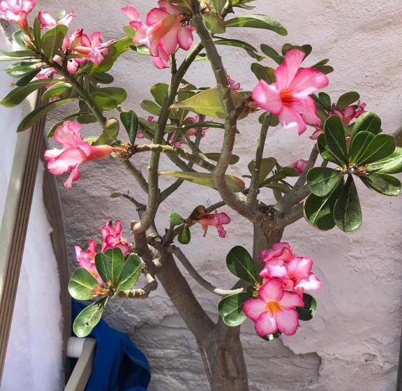 هتل Bungalows Flamingos