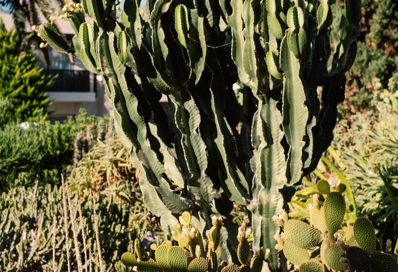 Phāea Cretan Malia, A Member Of Design Hotels