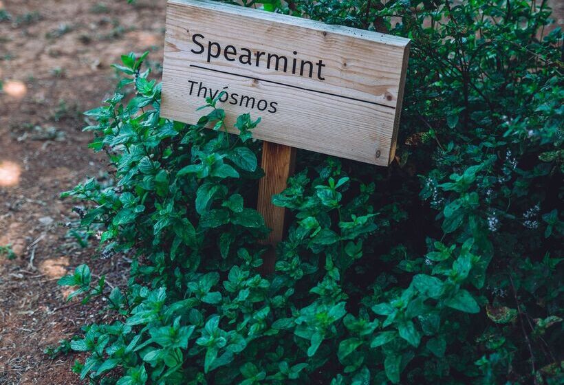 Phāea Cretan Malia, A Member Of Design Hotels