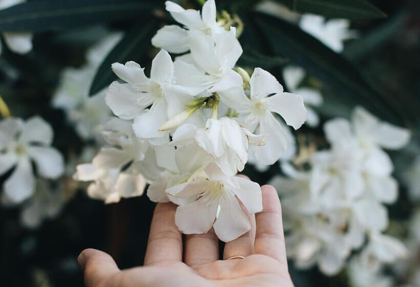 Phāea Cretan Malia, A Member Of Design Hotels