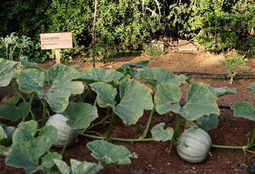 Phāea Cretan Malia, A Member Of Design Hotels