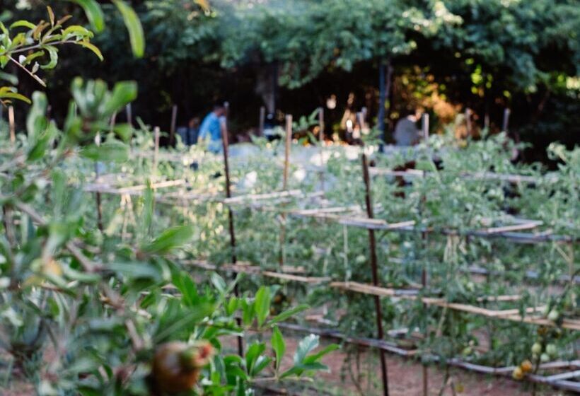 Phāea Cretan Malia, A Member Of Design Hotels