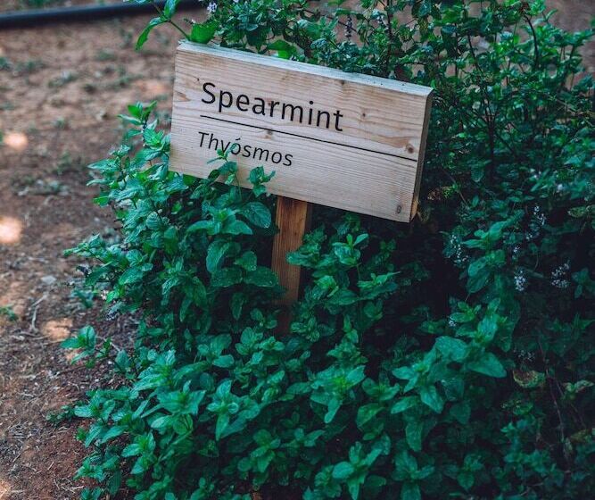 Phāea Cretan Malia, A Member Of Design Hotels