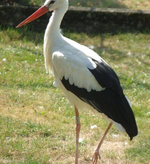 Отель James Vignoble Hôtel, Eguisheim