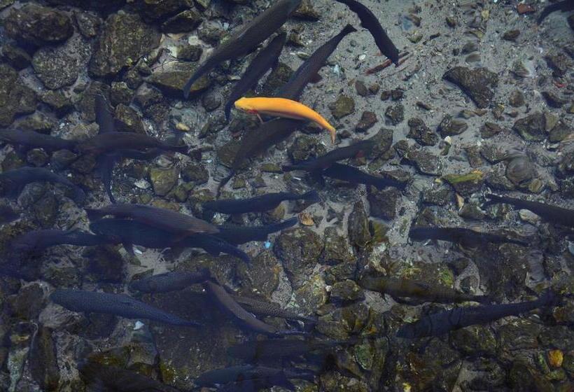 בית מלון כפרי Sirena Pogradec