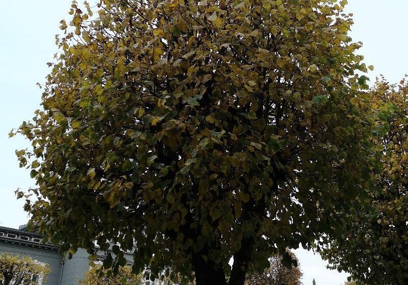 Ole Bull, Best Western Signature Collection