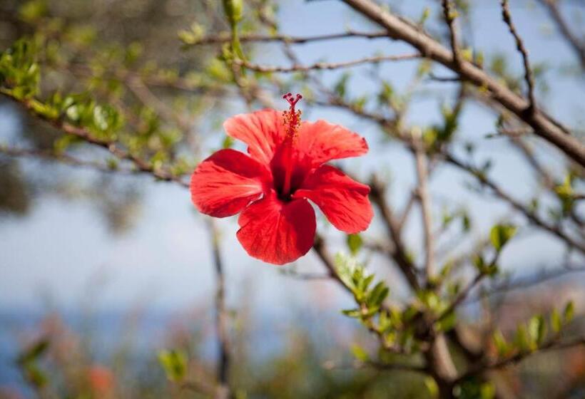 渡假胜地  Villa Enrica   Aeolian Charme