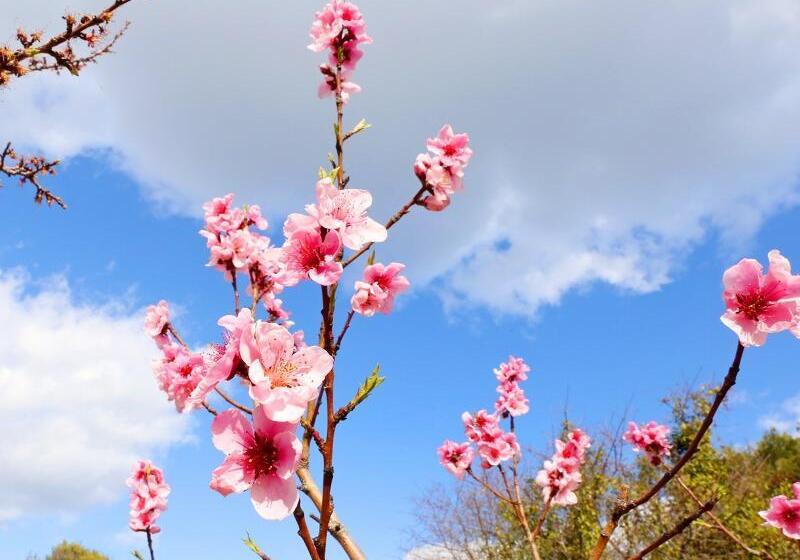 ホテル Apartmani Gabric