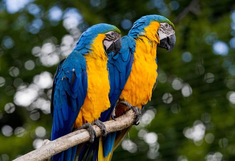 ホテル Arrayanes Playa Almunecar