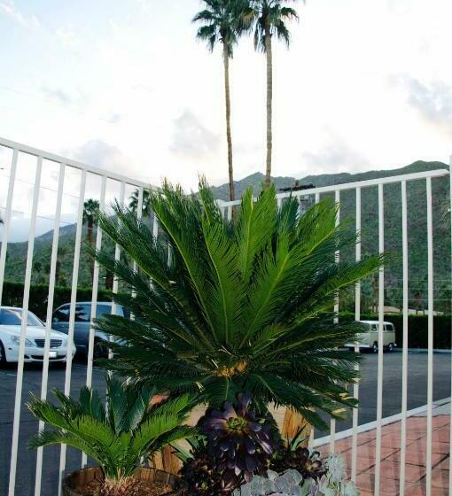 فندق Delos Reyes Palm Springs