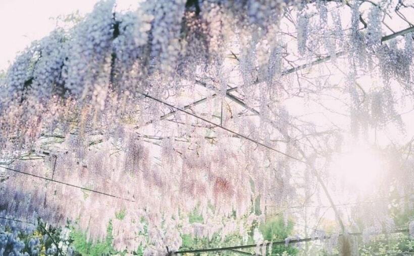 فندق ريفى Glicínia Boutique