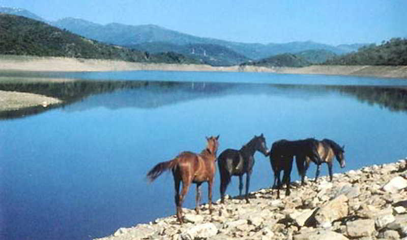 בית מלון כפרי Villa Selene