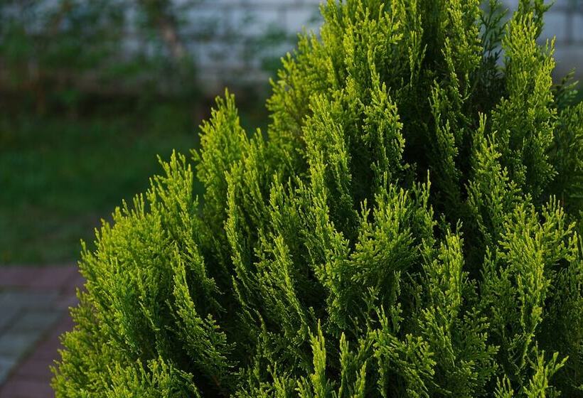 هتل Villa Severin