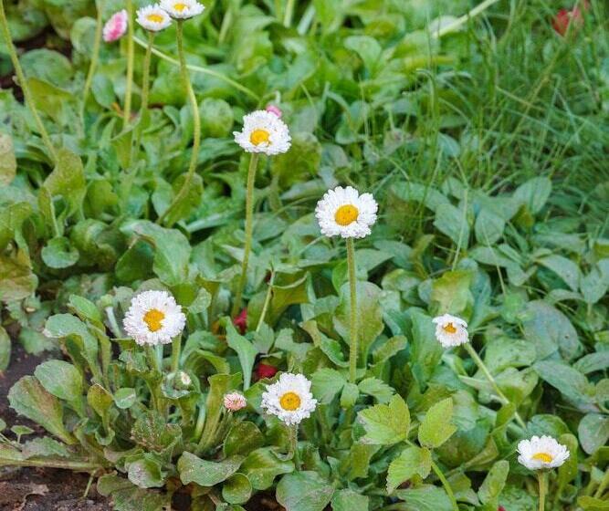 هتل Villa Severin