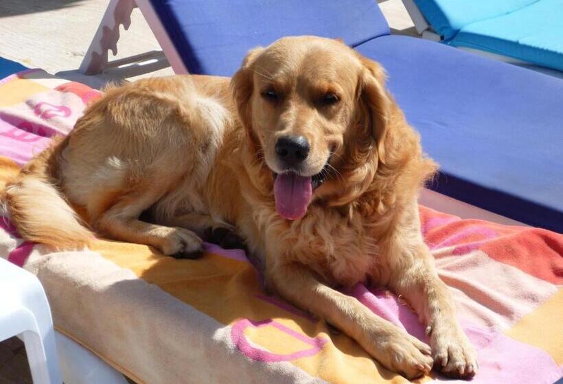 Merve Apartments, Your Home From Home In Central Bodrum, Street Cats Frequent The Property, Not All