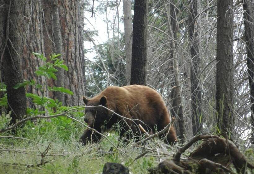 모텔 Super 8 By Wyndham Lindsay Olive Tree