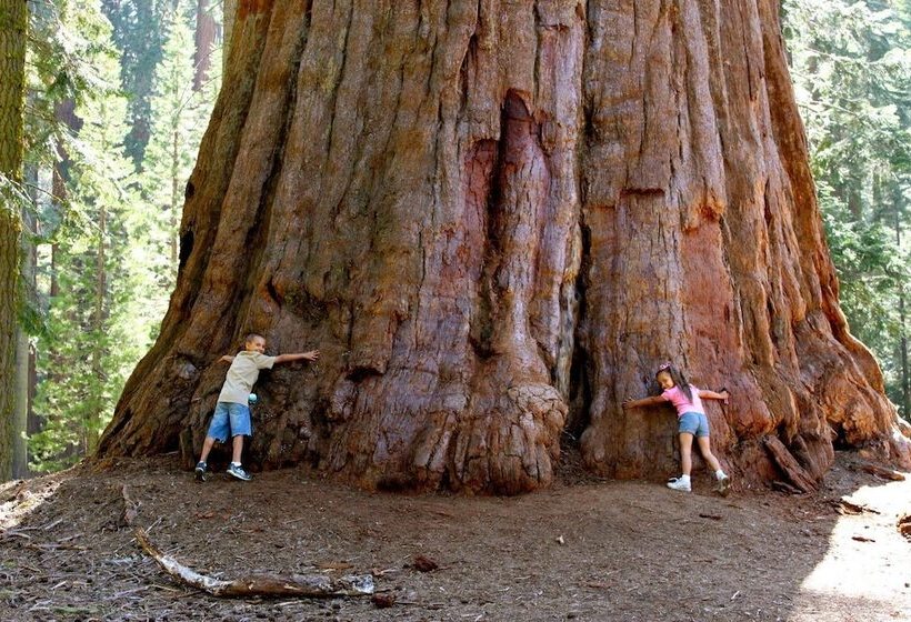 모텔 Super 8 By Wyndham Lindsay Olive Tree